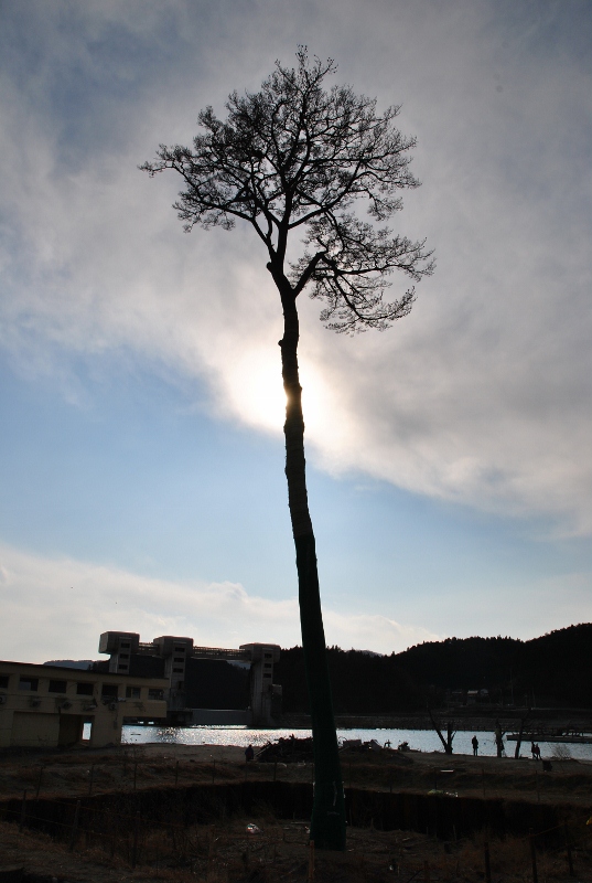 3.11 一本松 3.11 一本松